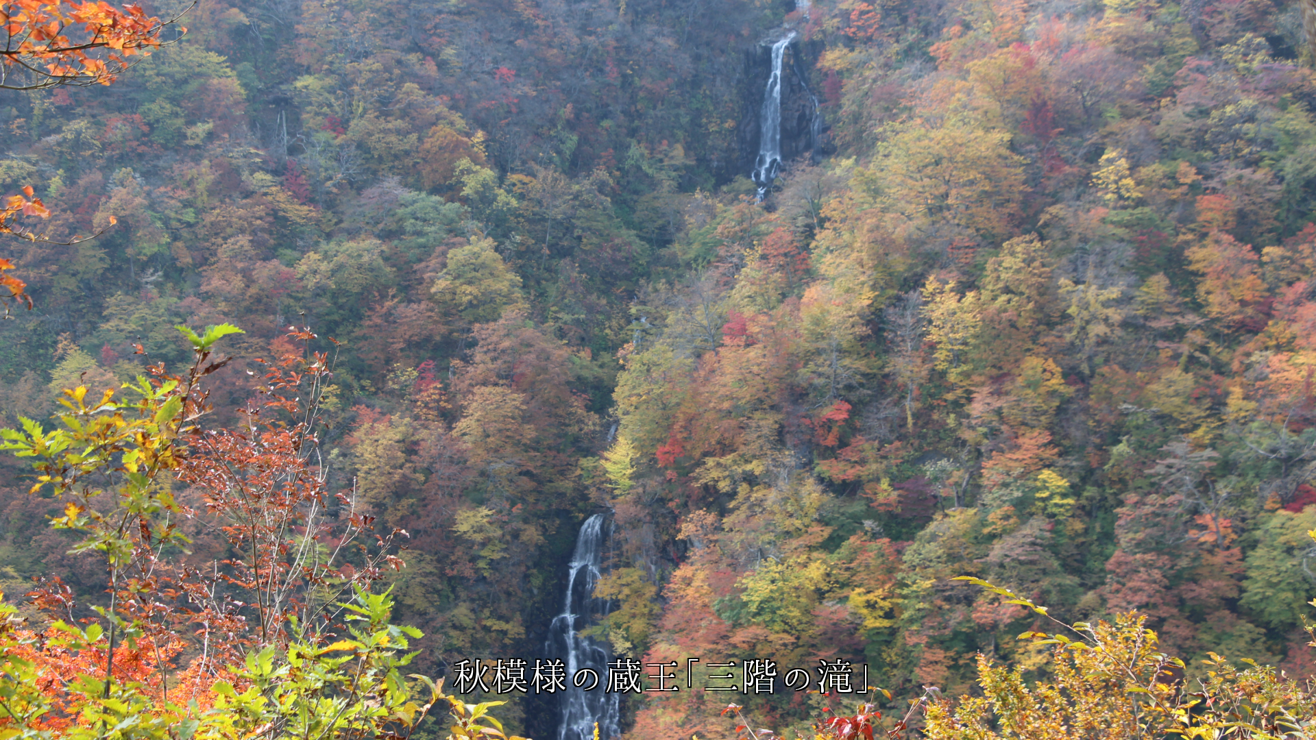 森の黄葉と紅葉に包まれ　白さが一層映える滝の筋　音が静寂を高める