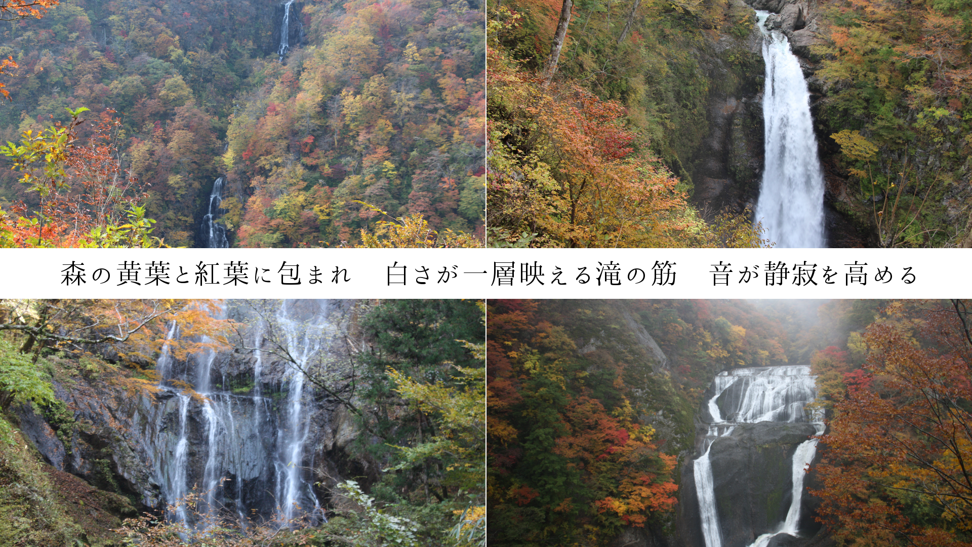 森の黄葉と紅葉に包まれ　白さが一層映える滝の筋　音が静寂を高める