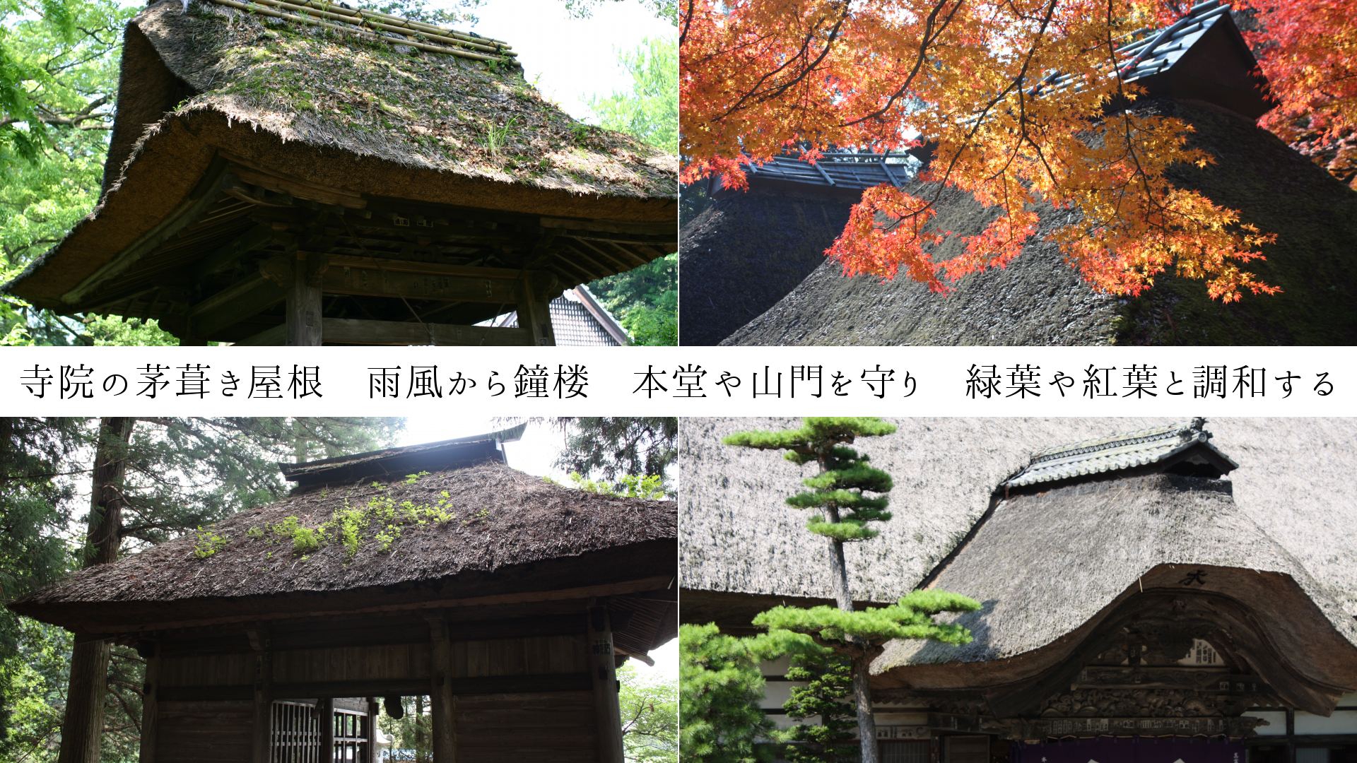 寺院の茅葺き屋根　雨風から鐘楼　本堂や山門を守り　緑葉や紅葉と調和する