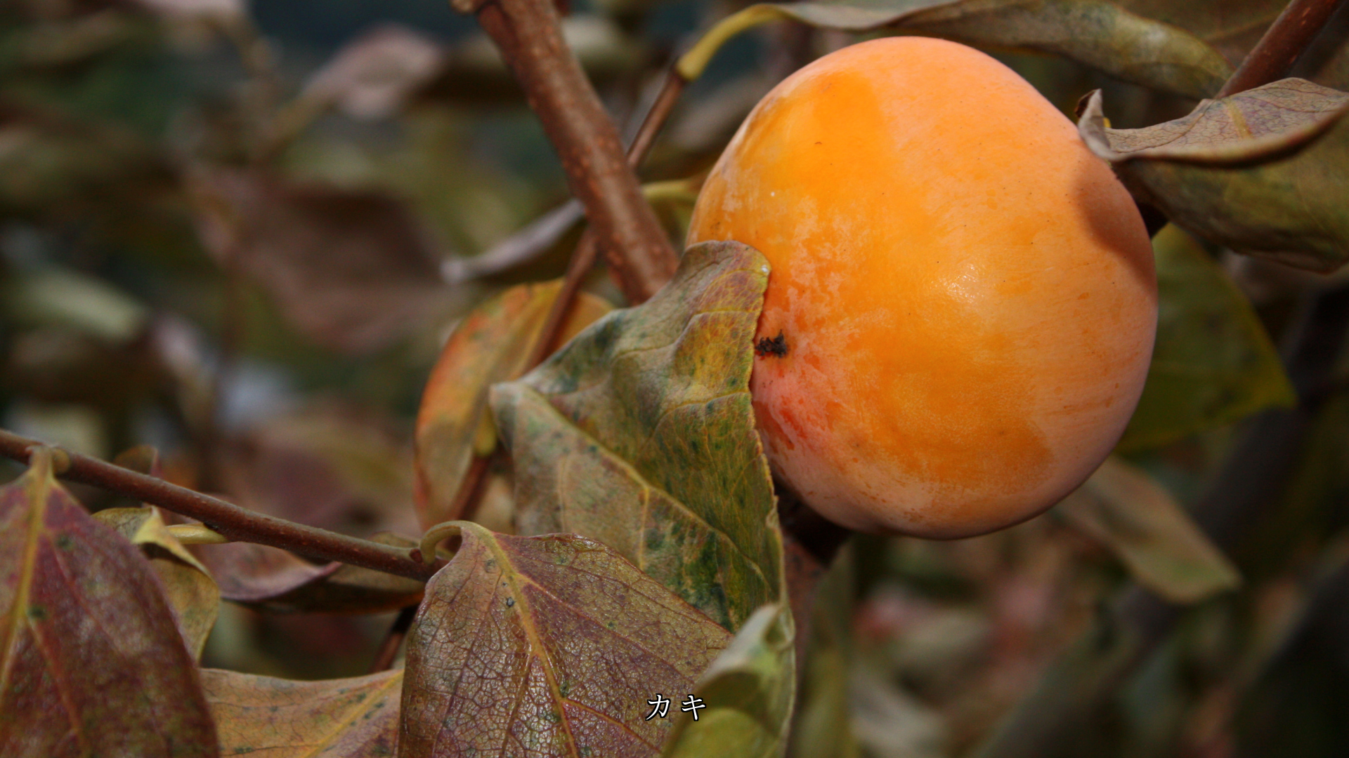 熟した畑の果物たち 生活を支え 心を豊かにしてくれる