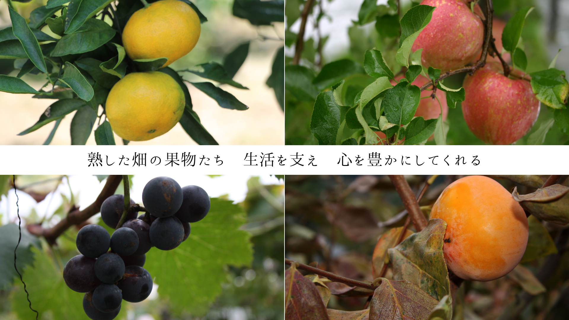 熟した畑の果物たち 生活を支え 心を豊かにしてくれる