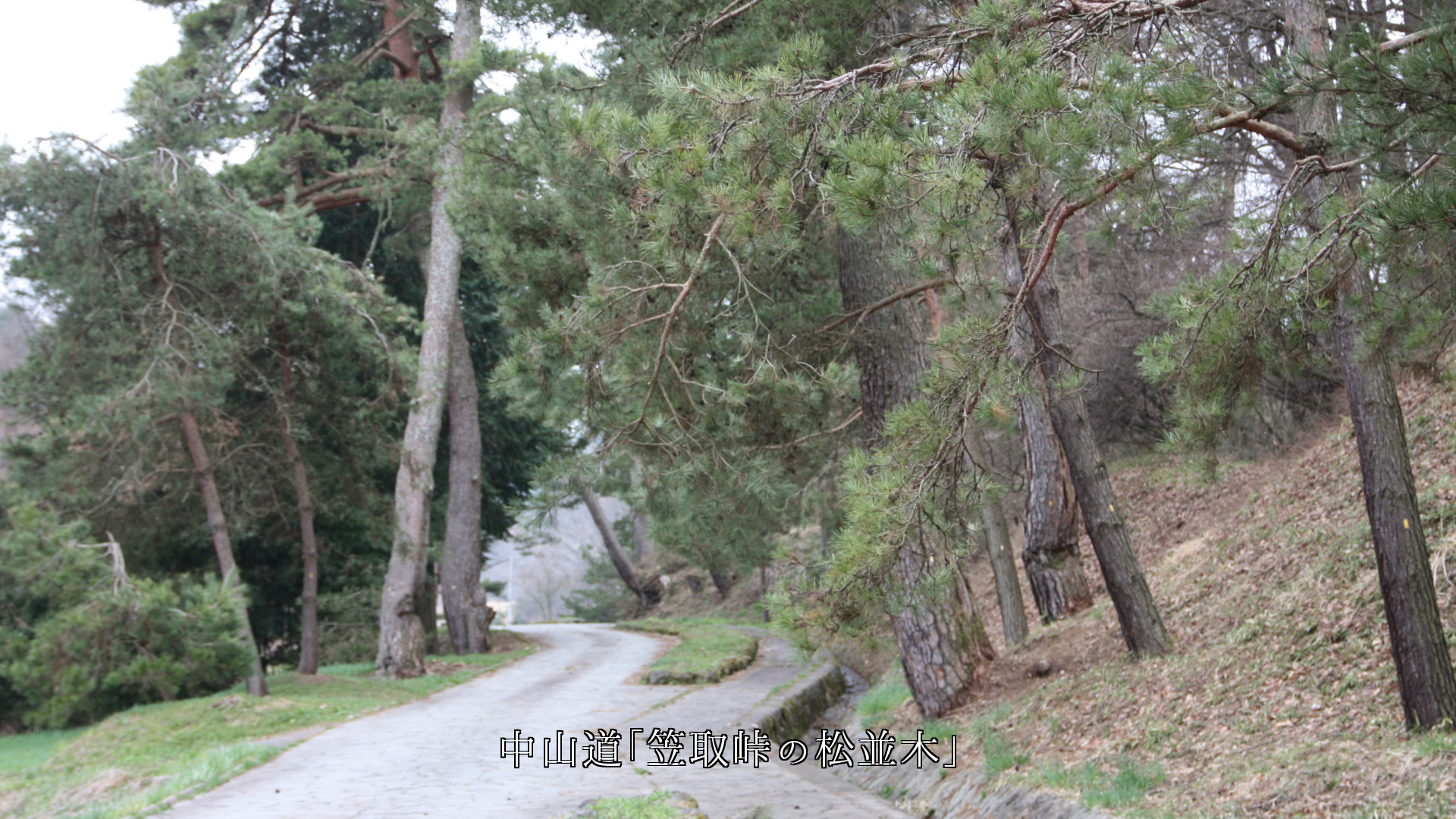 江戸時代の旧街道　常緑樹の杉並木と松並木　旅の苦労が伝わってくる