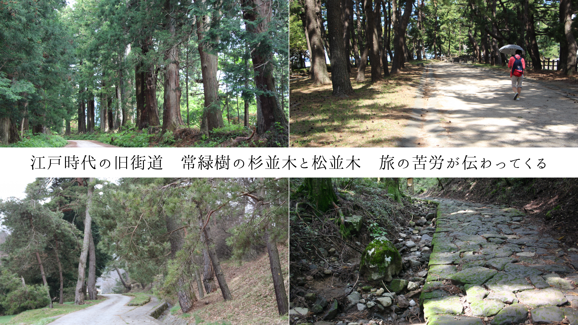 江戸時代の旧街道　常緑樹の杉並木と松並木　旅の苦労が伝わってくる