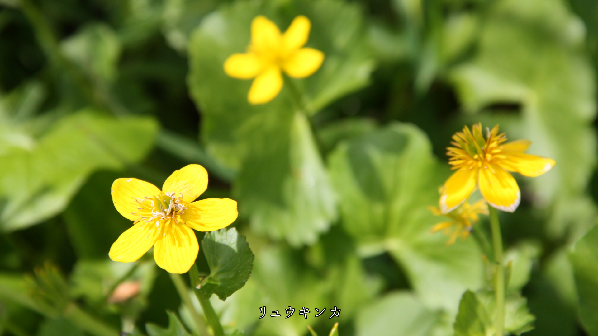 寂しさも　いつしか忘れる　草原で黄や多彩な色の　花たちを見ると