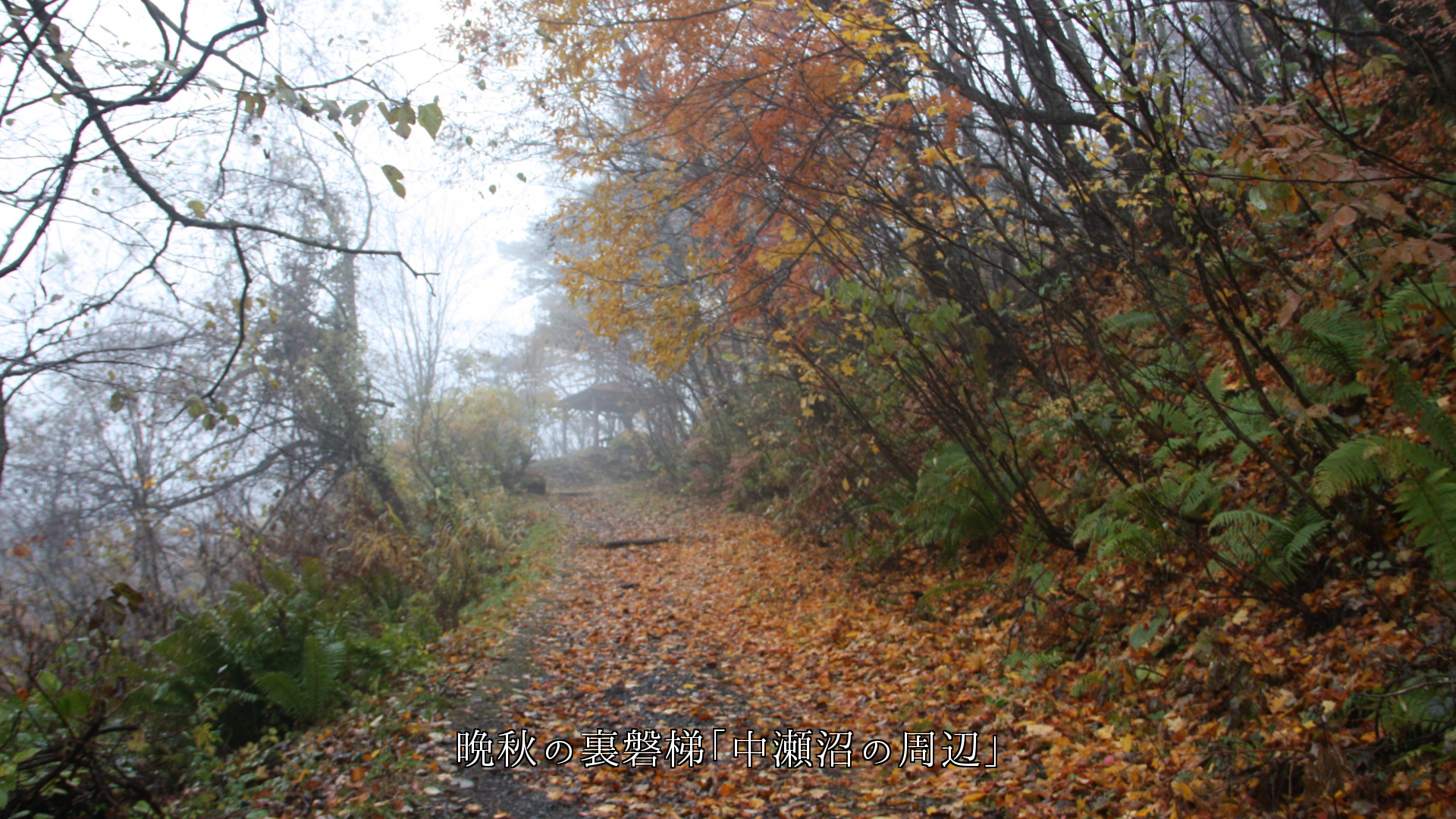 落ち葉が積もった散策路　秋の風情が包み　歩く人々の足音もサクサクと・・・