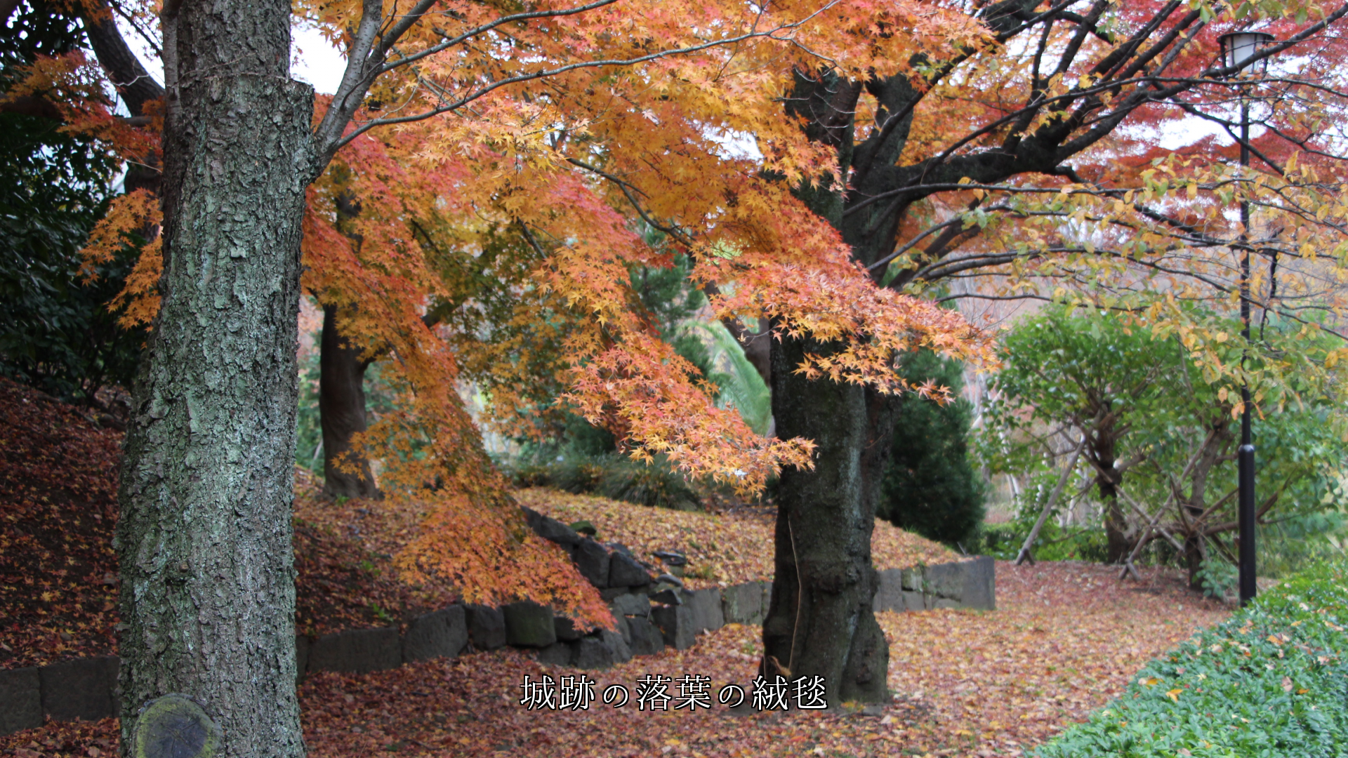  落ち葉の絨毯が　 城跡　神社の境内　森の小径に、歩くと音がついてくる