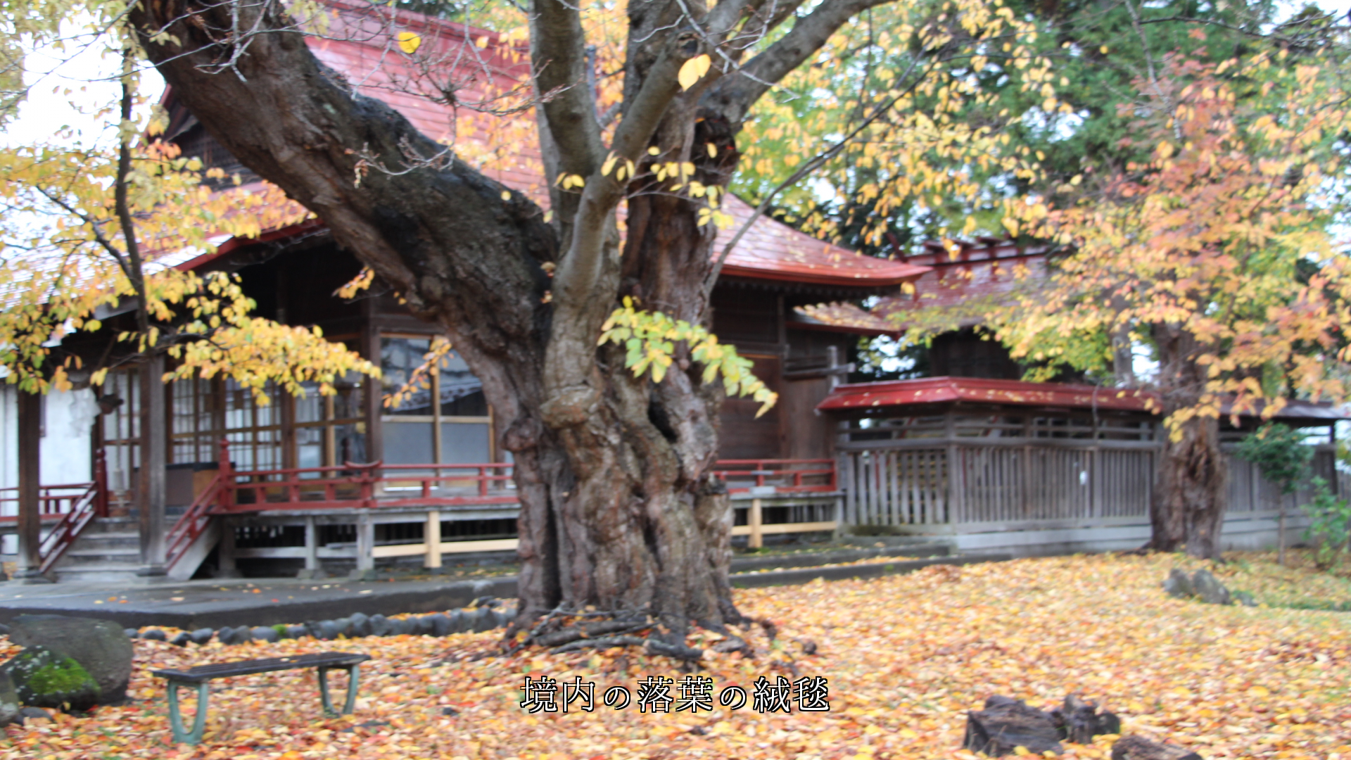  落ち葉の絨毯が　 城跡　神社の境内　森の小径に、歩くと音がついてくる