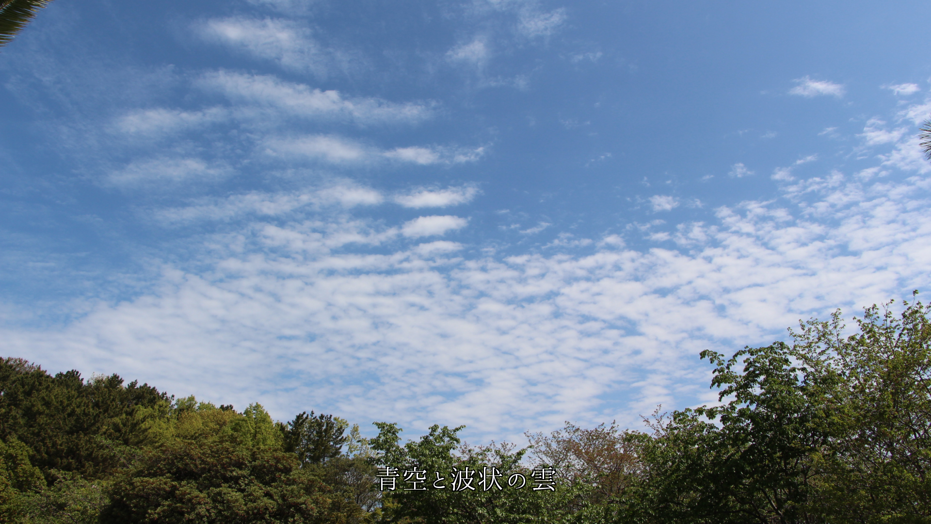 いろいろな姿の雲がある　青空が似合い　時間と共に色も変わってゆく　