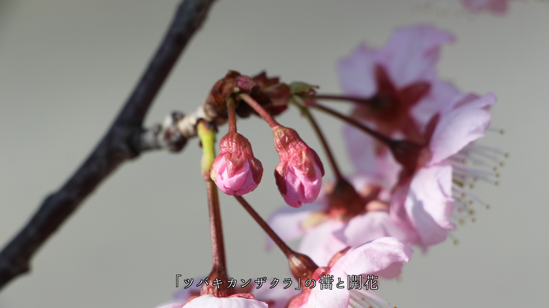 �Ȥ����դ�ˬ����ԤäƤ��롡�ڲ֤�鲤��������֤Ϥ����Ǥ���