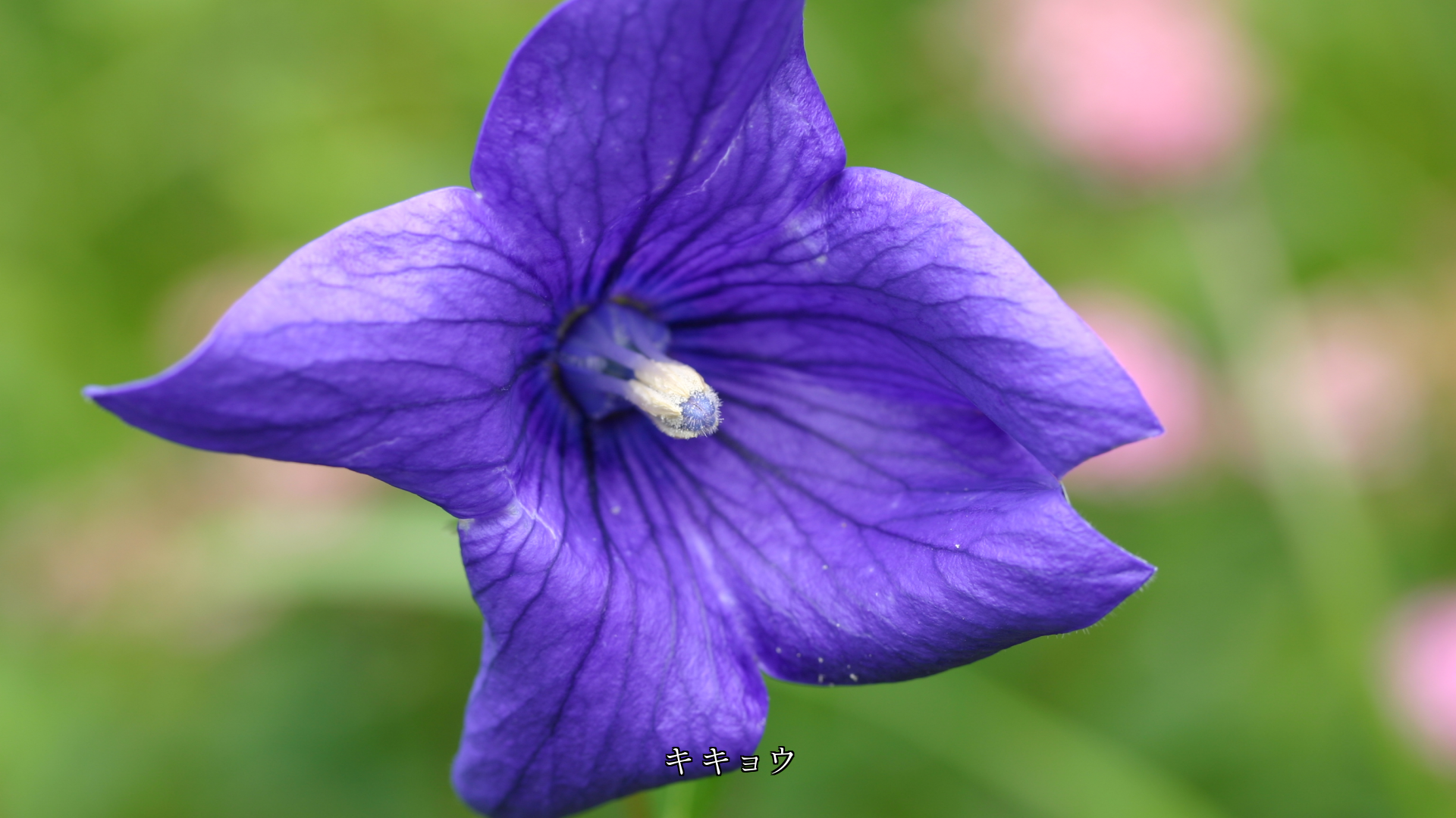 気分が高揚しすぎた時に　心を鎮めてくれる　青や薄紫の花たち