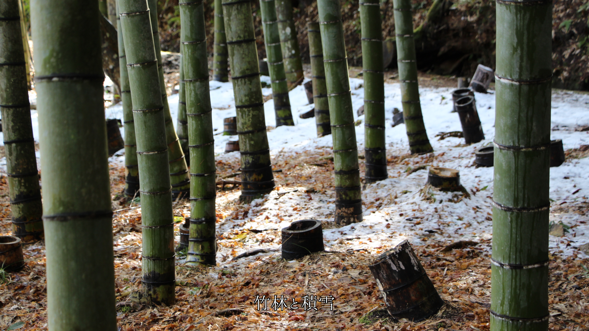 静かな自然の中で　竹林の風情は　季節と共に　漂い生きている