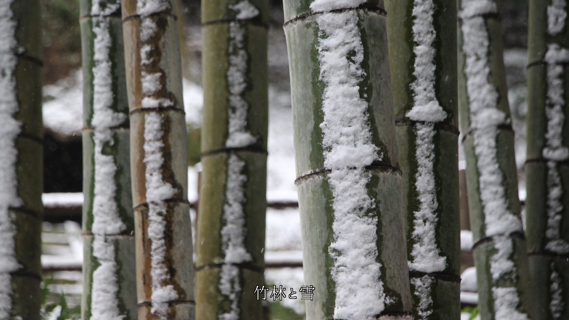 静かな自然の中で　竹林の風情は　季節と共に　漂い生きている