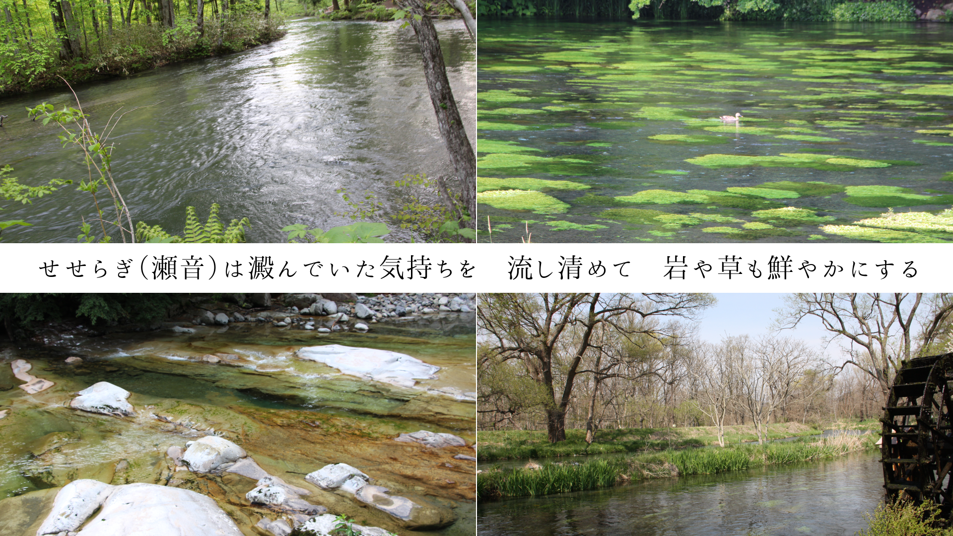 せせらぎ(瀬音)は澱んでいた気持ちを 流し清めて 岩や草も鮮やかにする