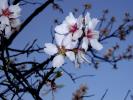 アーモンドの花
