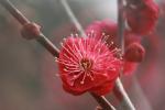 紅梅