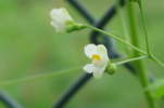 開花して行くフウセンカズラ