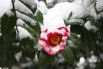 積雪の椿