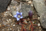 ツルリンドウの蕾と花