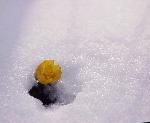 雪のフクジュソウ