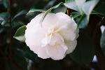 白ツバキ
