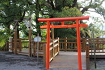 蒲生神社の大楠（日本一）