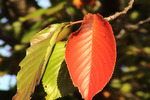 サクラの紅葉